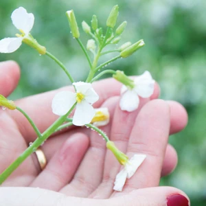 Du lịch Mộc Châu ngắm hoa mận nở