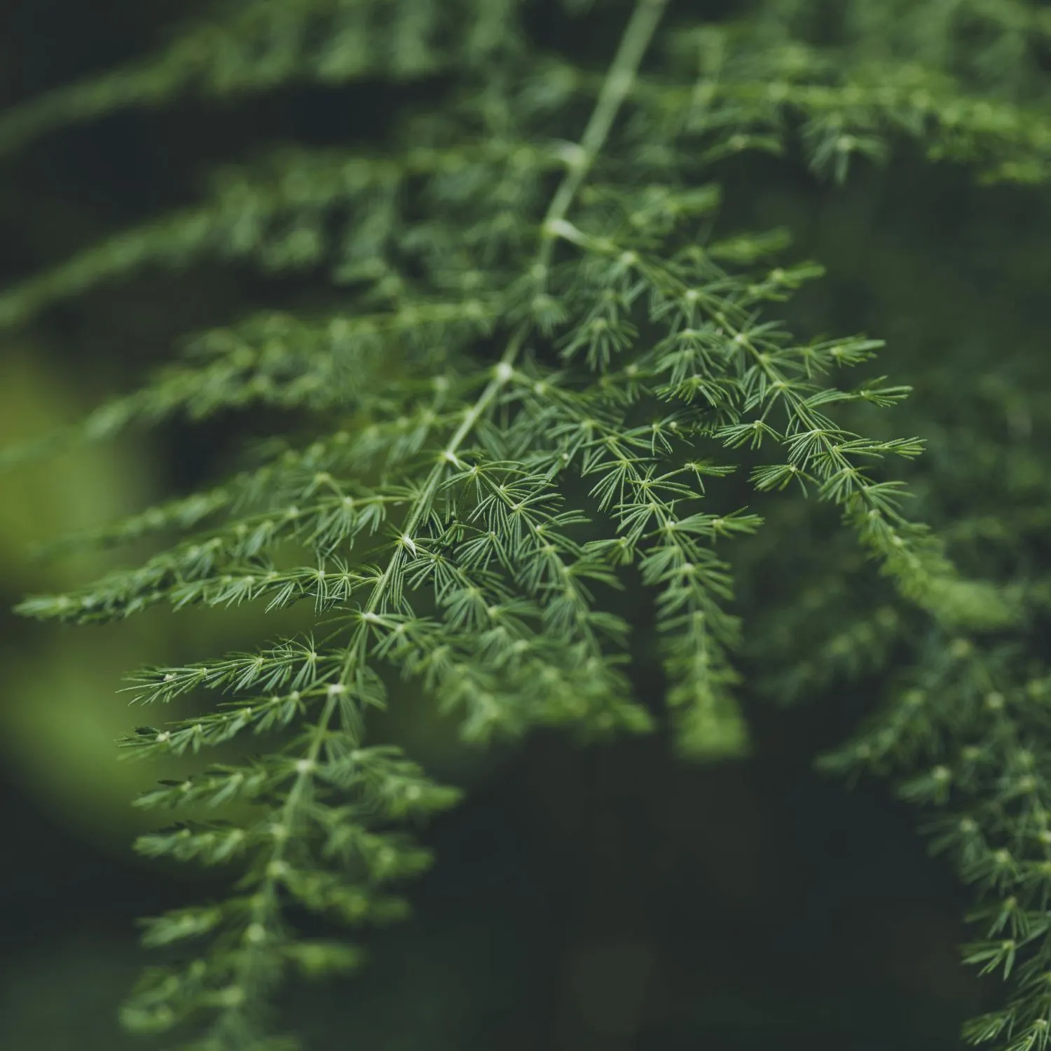 Cây Asparagus Fern phù hợp với cung Cự Giải