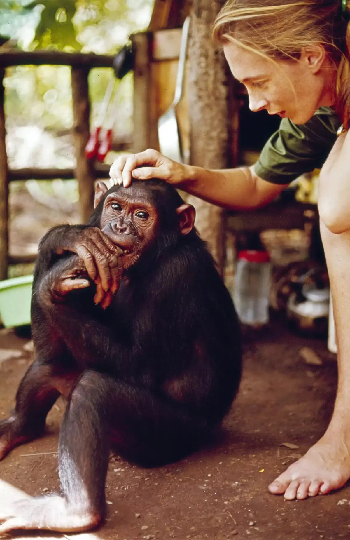 Hình ảnh Jane Goodall và tinh tinh