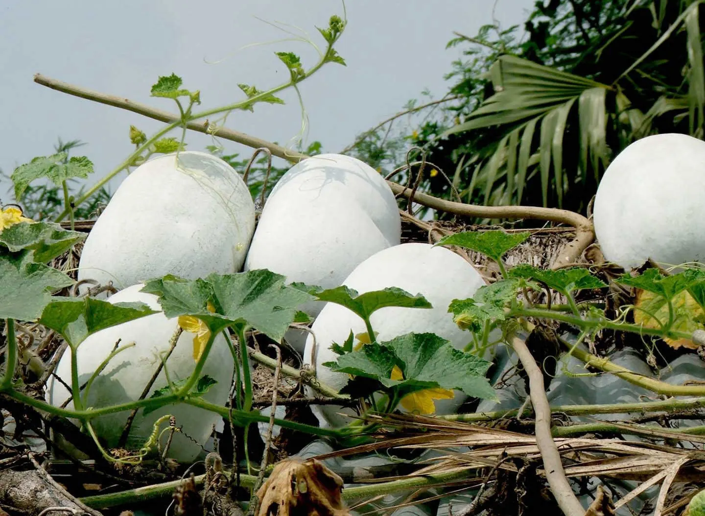 quả bí đao