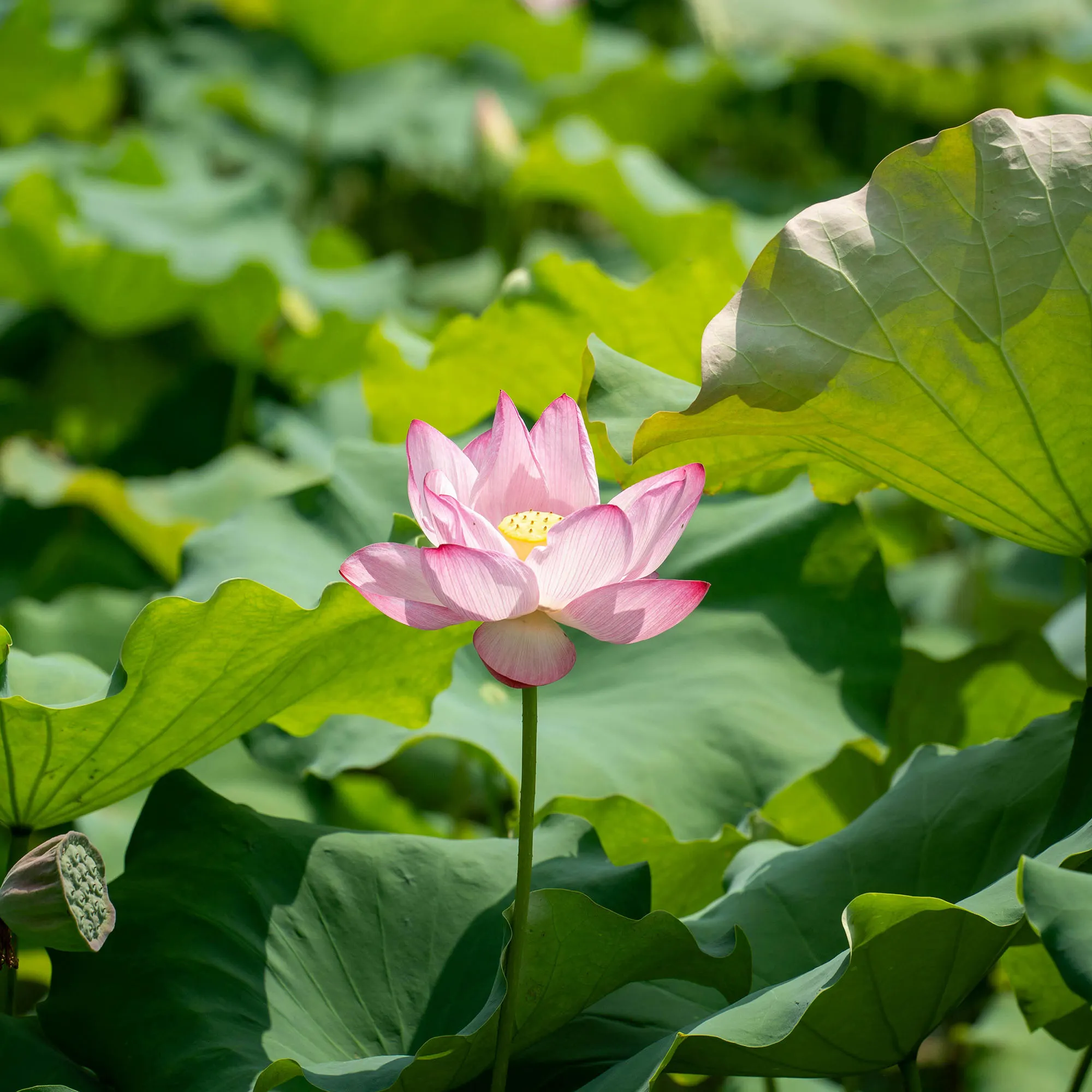 trồng sen thu hút bình an