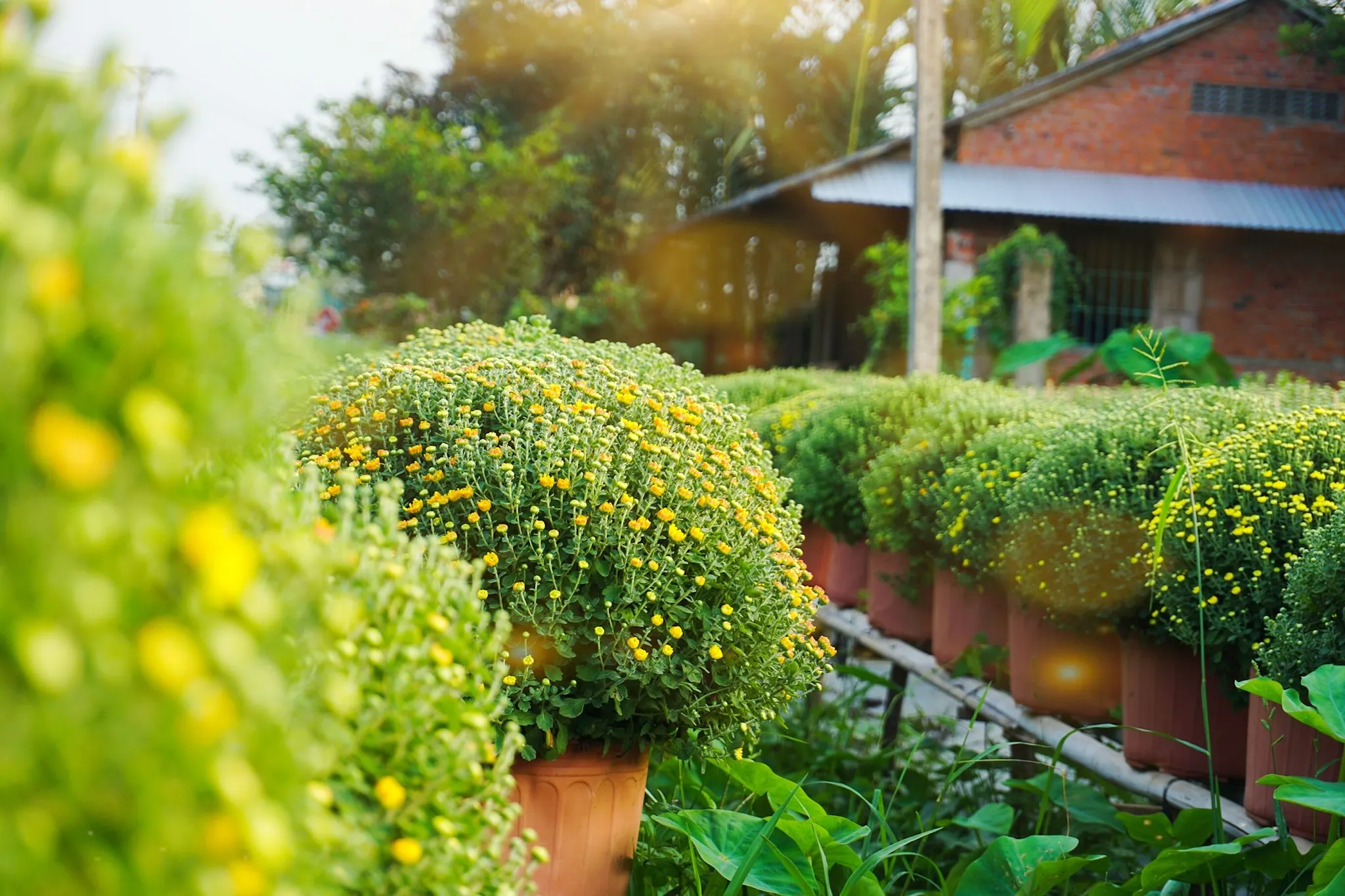 Hoa cúc đại đóa ở làng hoa tết Cái Mơn.