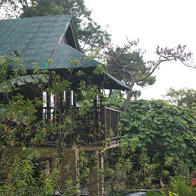 Melia Ba Vi