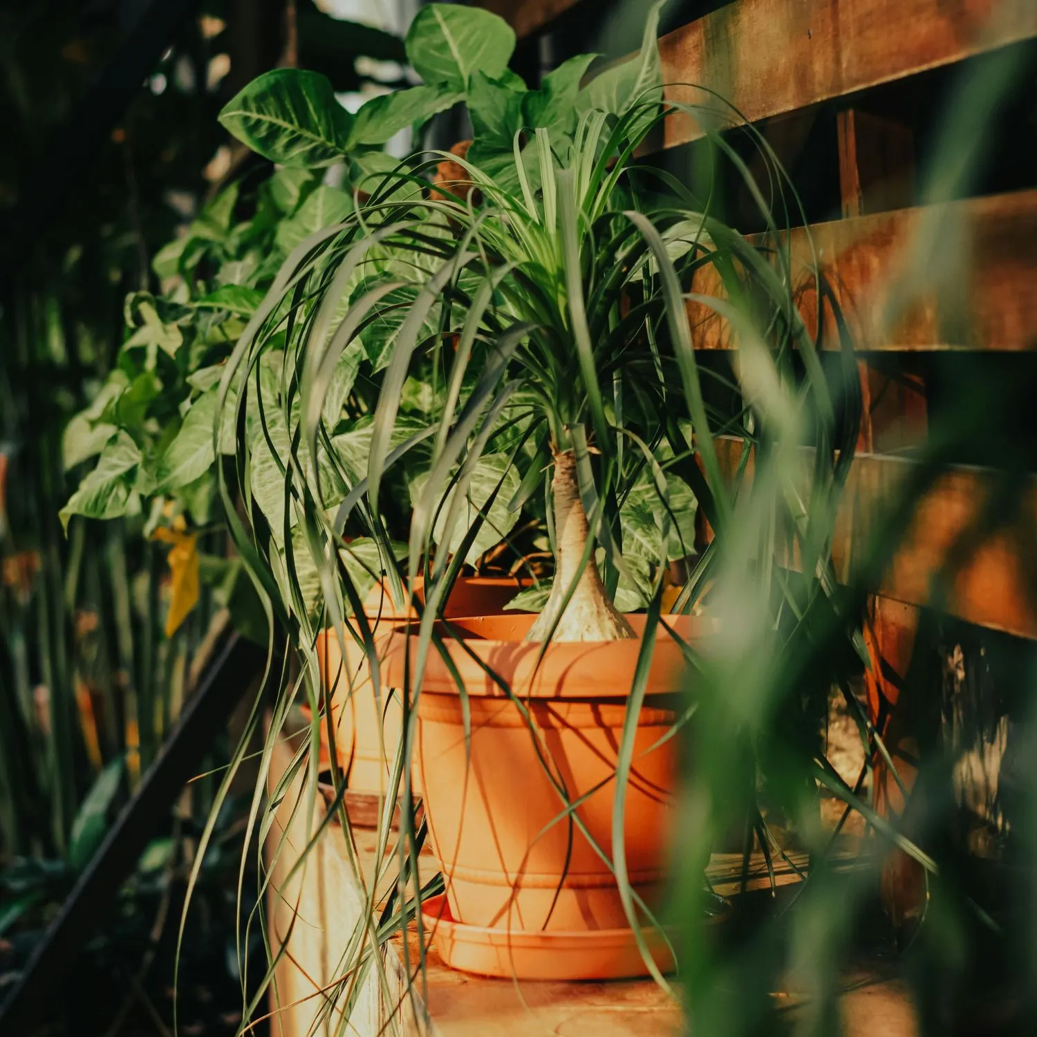 Cây Ponytail Palm phù hợp với cung Kim Ngưu