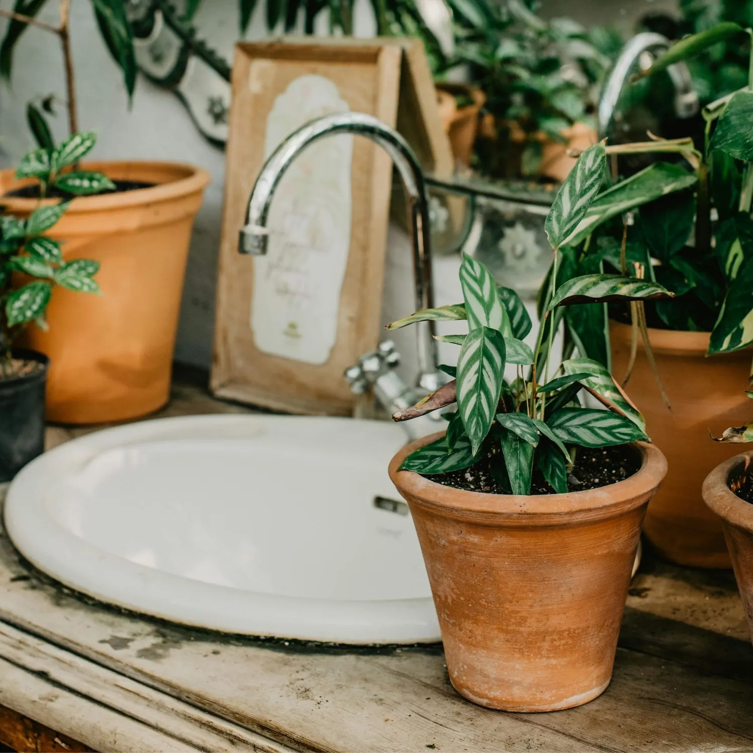 Cây Calathea phù hợp với cung hoàng đạo Bạch Dương