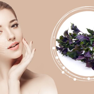 Các công thức làm đẹp từ lá tía tô giúp bạn có làn da khỏe đẹp