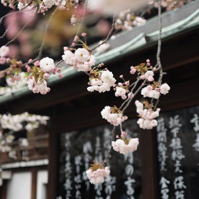 triết lý sống ichigo ichie của người Nhật
