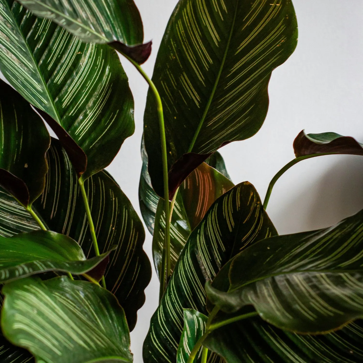 Cây Đuôi Công mang đến cảm giác nhẹ nhàng và giàu tính thẩm mỹ.