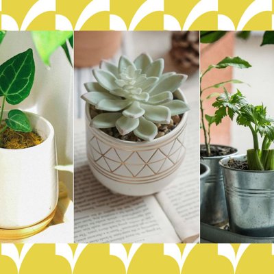 gợi ý chậu cây phù hợp từng loại cây trồng