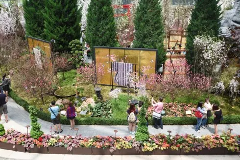 Hoa anh dao no ro tai Gardens by the Bay – ellevn - 03