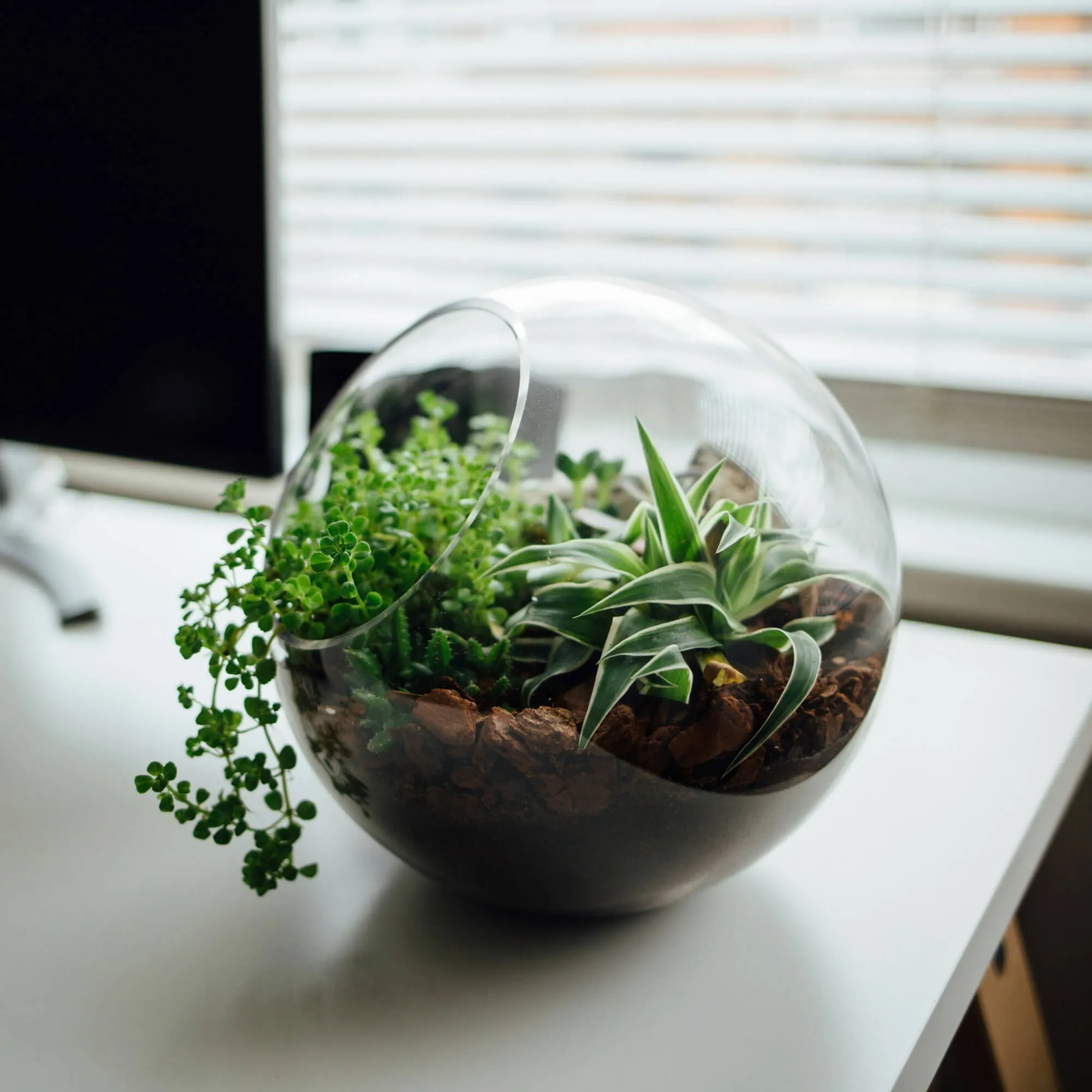 chậu terrarium quà tặng trang trí bàn làm việc