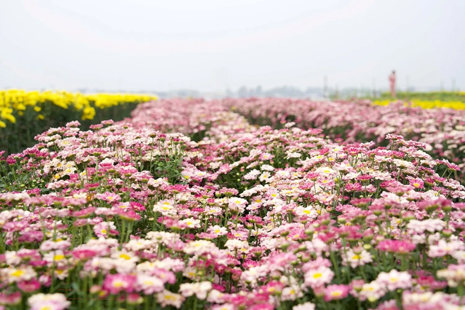 Làng hoa Tết 2026 An Thạnh.