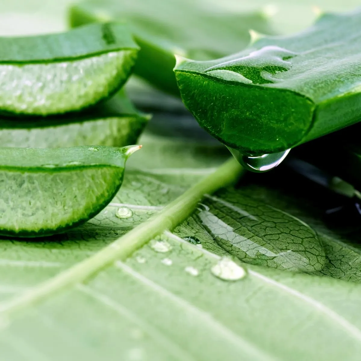 Nhánh nha đam tươi được cắt đôi.