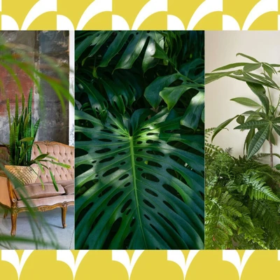 cây phong thủy thu hút may mắn
