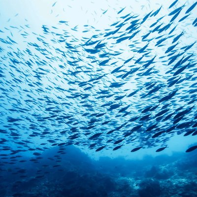 Có phải đại dương đang cạn kiệt cá biển