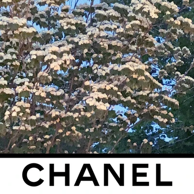 bst chanel thu đông 2020 cảm hứng