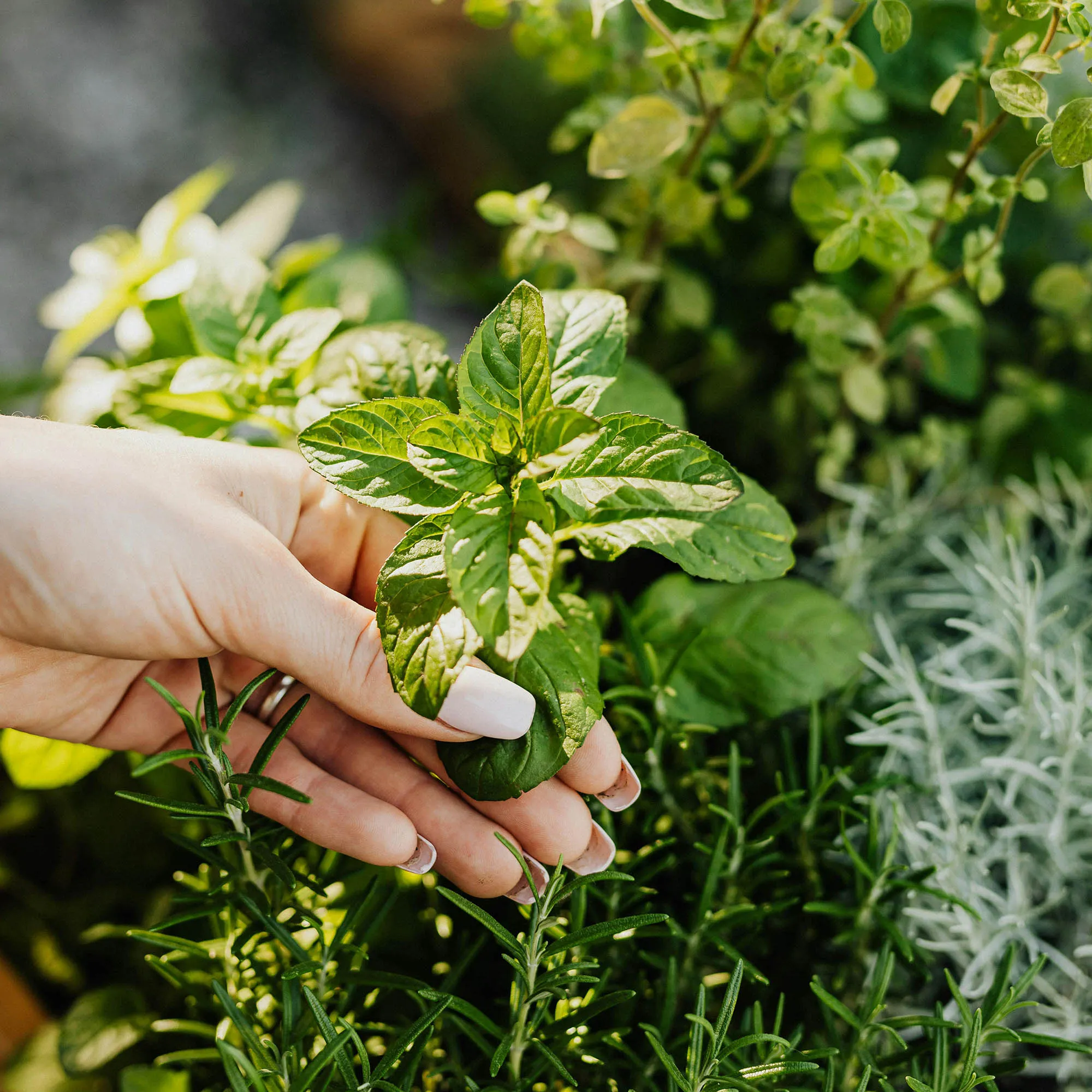 phương thuốc cải thiện hệ tiêu hóa từ bạc hà