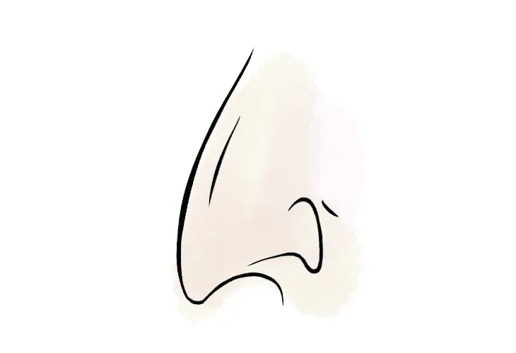 hình dáng mũi 3