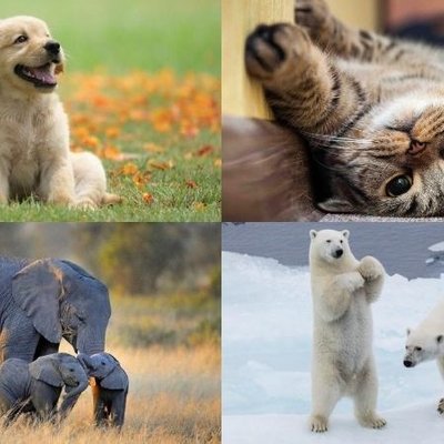 giấc mơ động vật