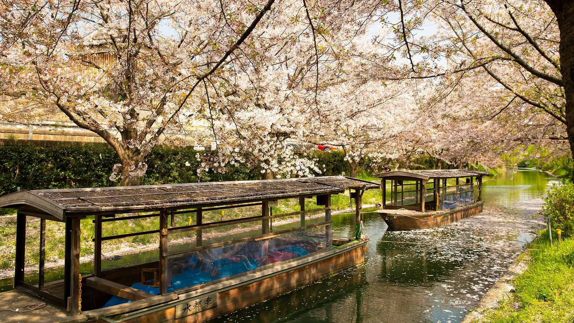 Khung cảnh hoa anh đào nở khi vào xuân tại Kyoto địa điểm du lịch cho những tín đồ cần sự chữa lành