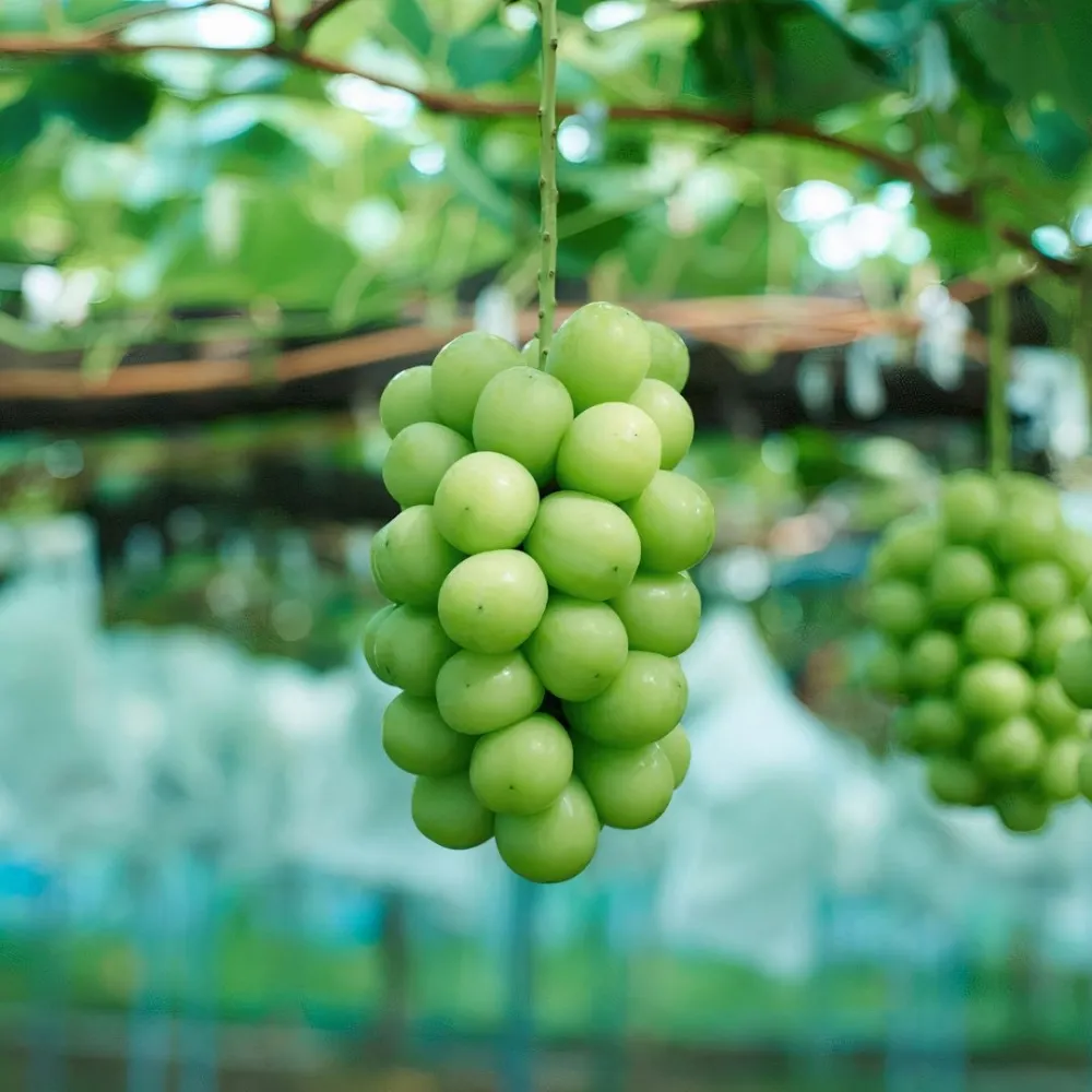 Trang trại nho mẫu đơn.