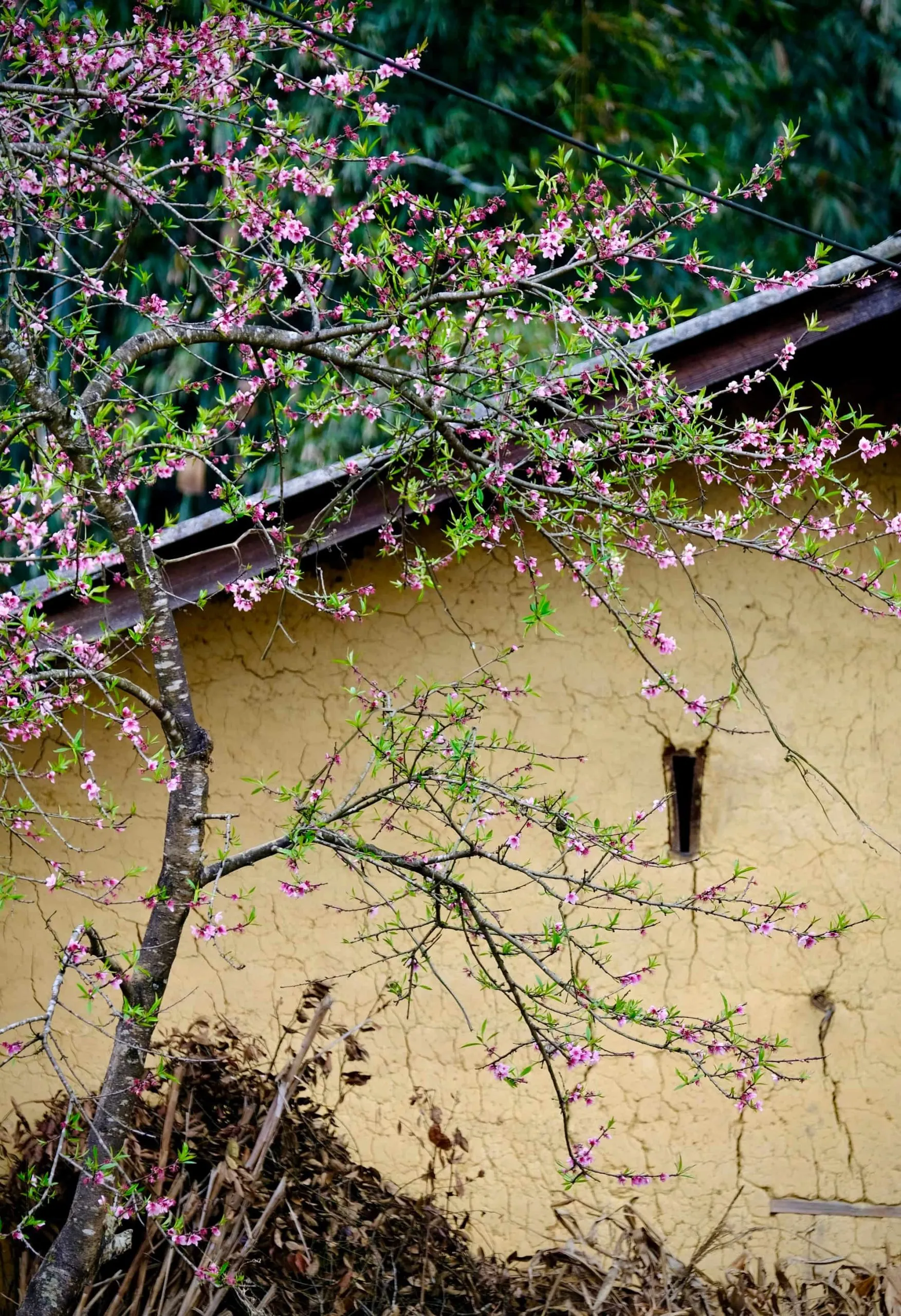 Vẻ đẹp giản dị, gần gũi ở Quản Bạ - Hà Giang.