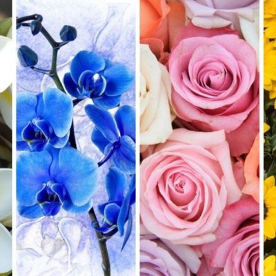 hoa hồng hoa lan hoa sứ trắc nghiệm