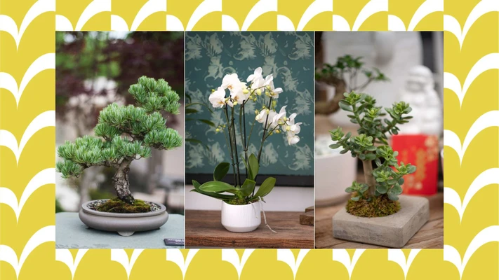 cây phong thủy tết may mắn
