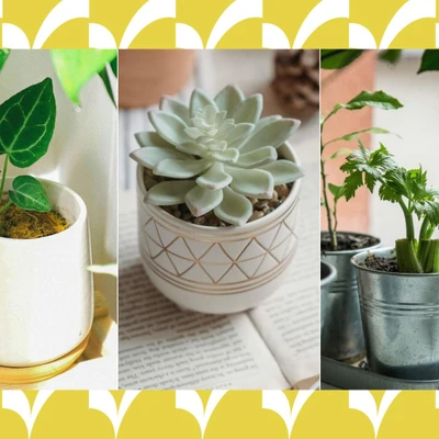 gợi ý chậu cây phù hợp từng loại cây trồng