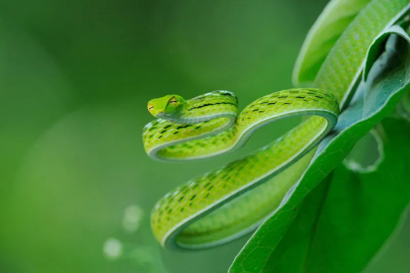 12 con giáp - tị - elle vietnam