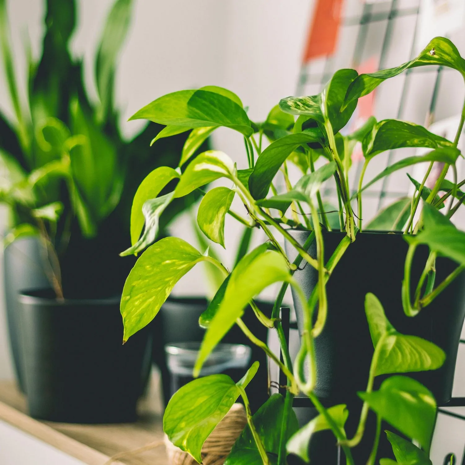 Trầu bà mang vẻ đẹp mềm mại với những tán lá xanh mướt và dáng rủ tự nhiên.