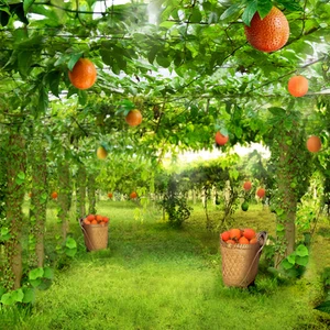 tinh dầu gấc tốt cho sức khỏe ft800