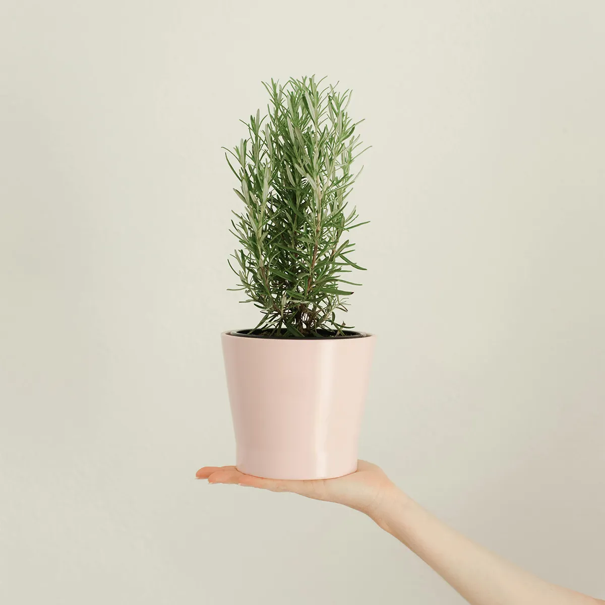 chậu cây hương thảo trong sân vườn