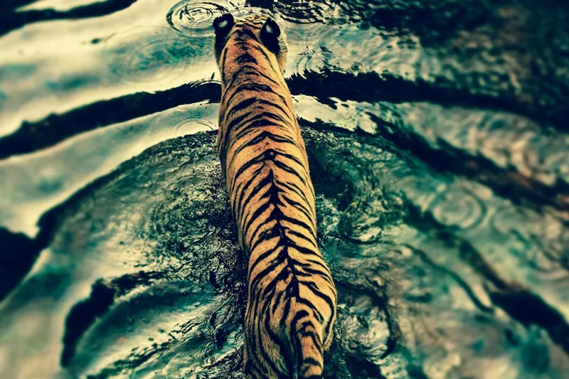 12 con giáp - dần - elle vietnam