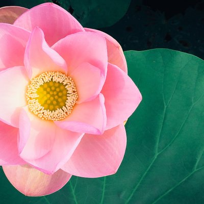 năng lượng tích cực từ hoa sen