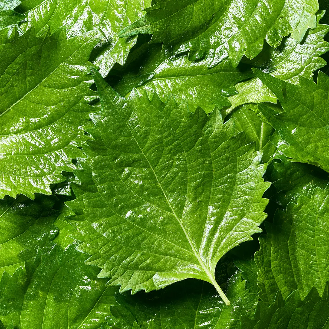 lá tía tô trong sân vườn