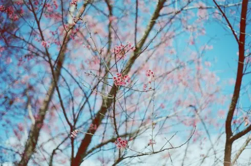 anhfilm_6