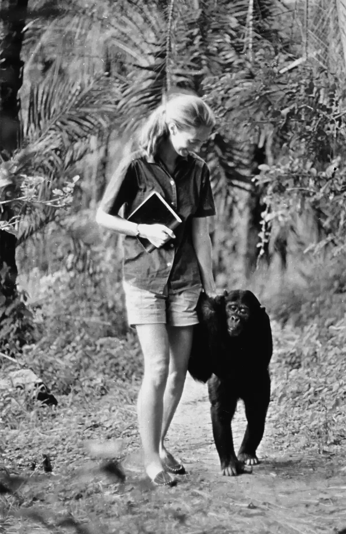 Jane Goodall qua đời: Jane Goodall xuất hiện trong chương trình Miss Goodall and The World of Chimpanzees