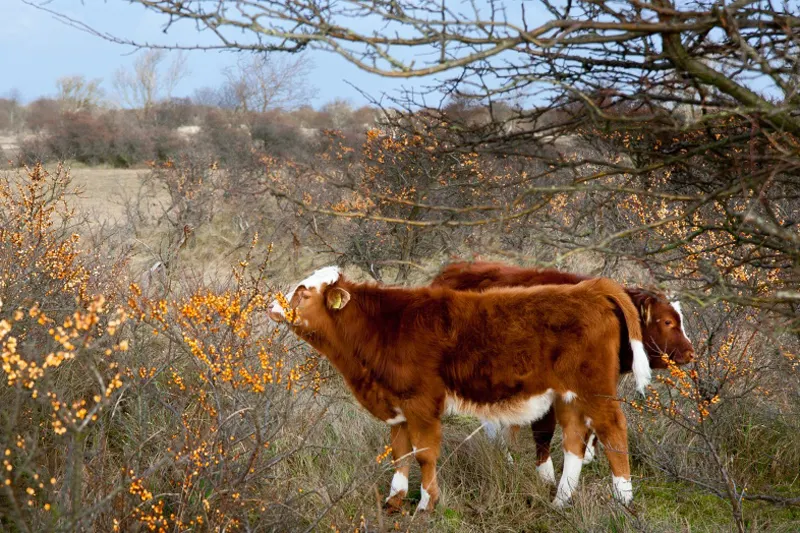 12 con giáp - sửu - elle vietnam