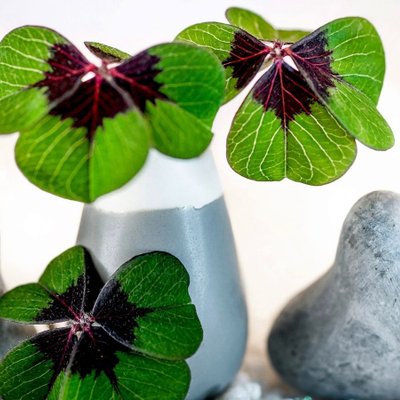 cỏ bốn lá đem lại may mắn