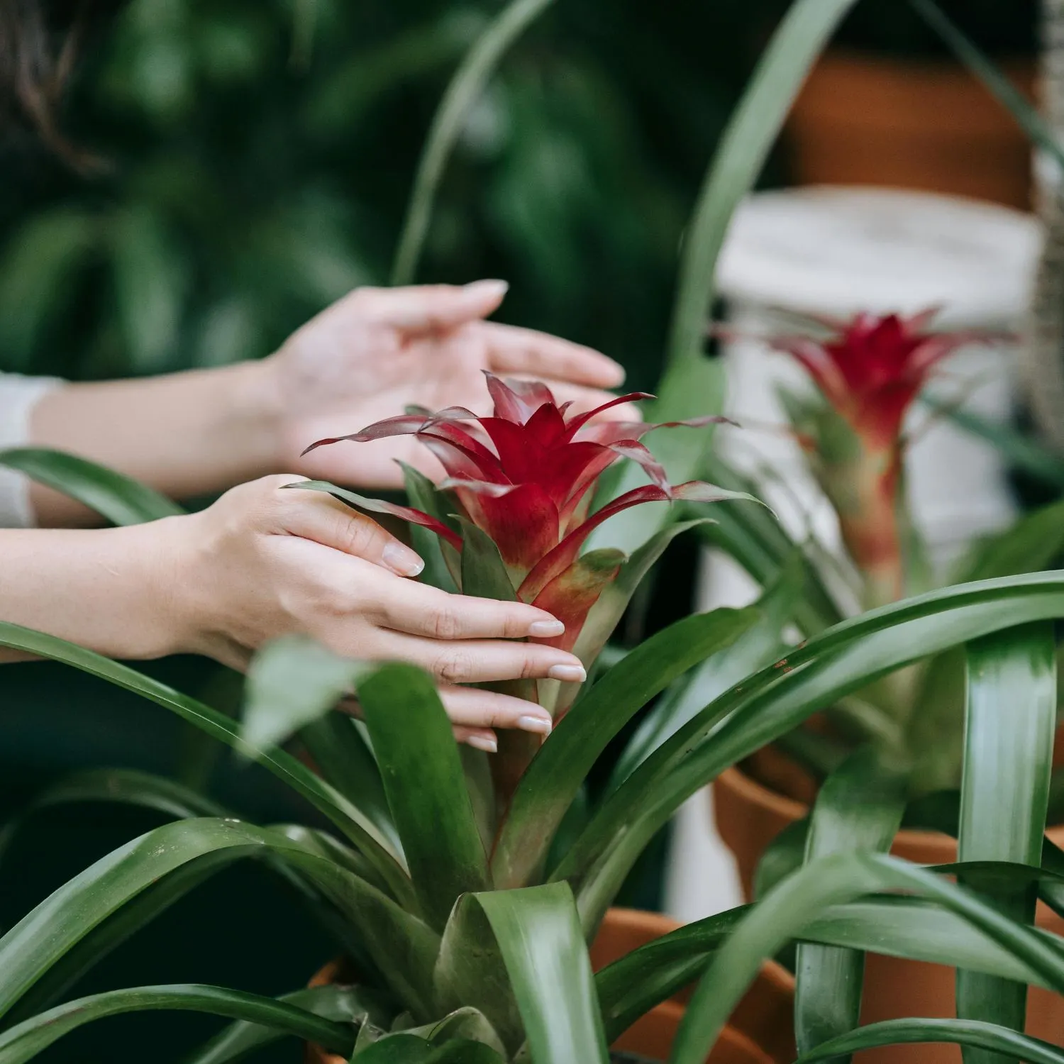 Cây Bromeliad phù hợp với cung hoàng đạo Song Tử