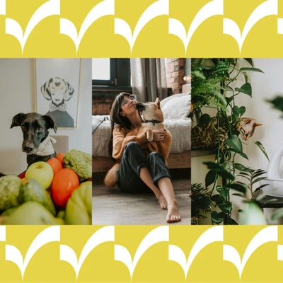Mẹo phong thủy giúp thú cưng hòa hợp với năng lượng của gia đình
