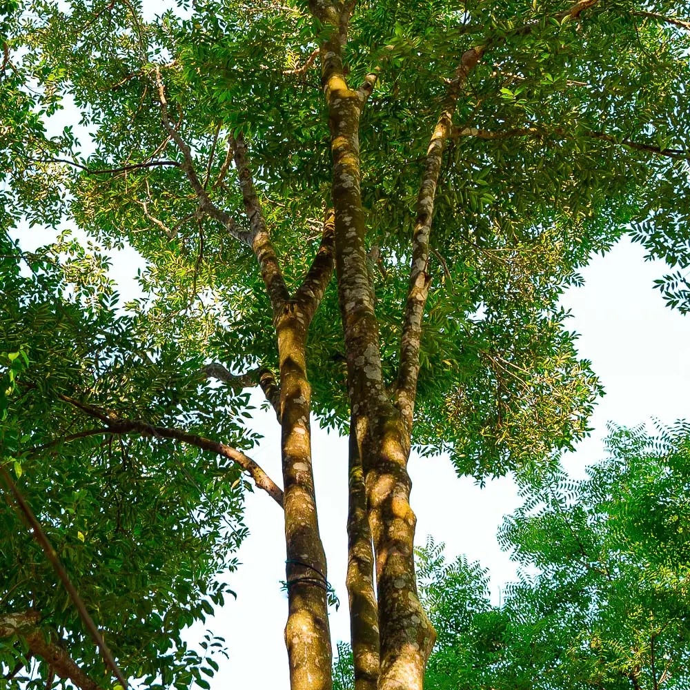 cây trầm hương