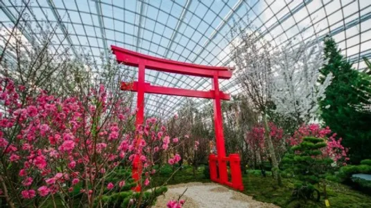 Hoa anh dao no ro tai Gardens by the Bay – ellevn - 01