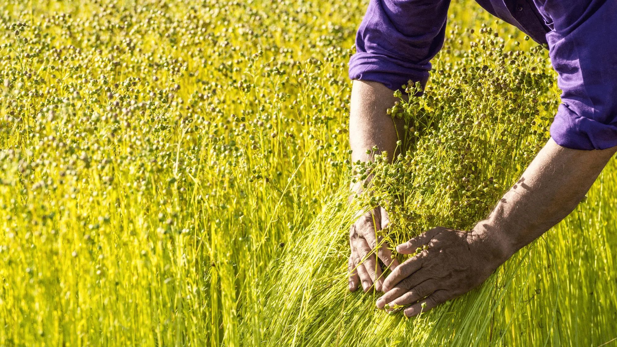 dòng Áo Sơ Mi Linen Cao Cấp của UNIQLO được làm từ 100% sợi lanh trồng tại Tây Âu, nơi có điều kiện tự nhiên lý tưởng cùng kinh nghiệm canh tác lâu đời. Đây là nền tảng quan trọng để tạo ra các sợi lanh đạt chuẩn toàn cầu.