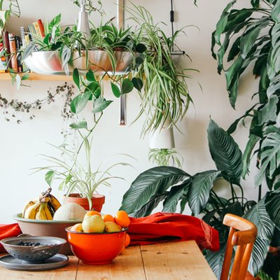 elle việt nam trồng cây trong nhà 5