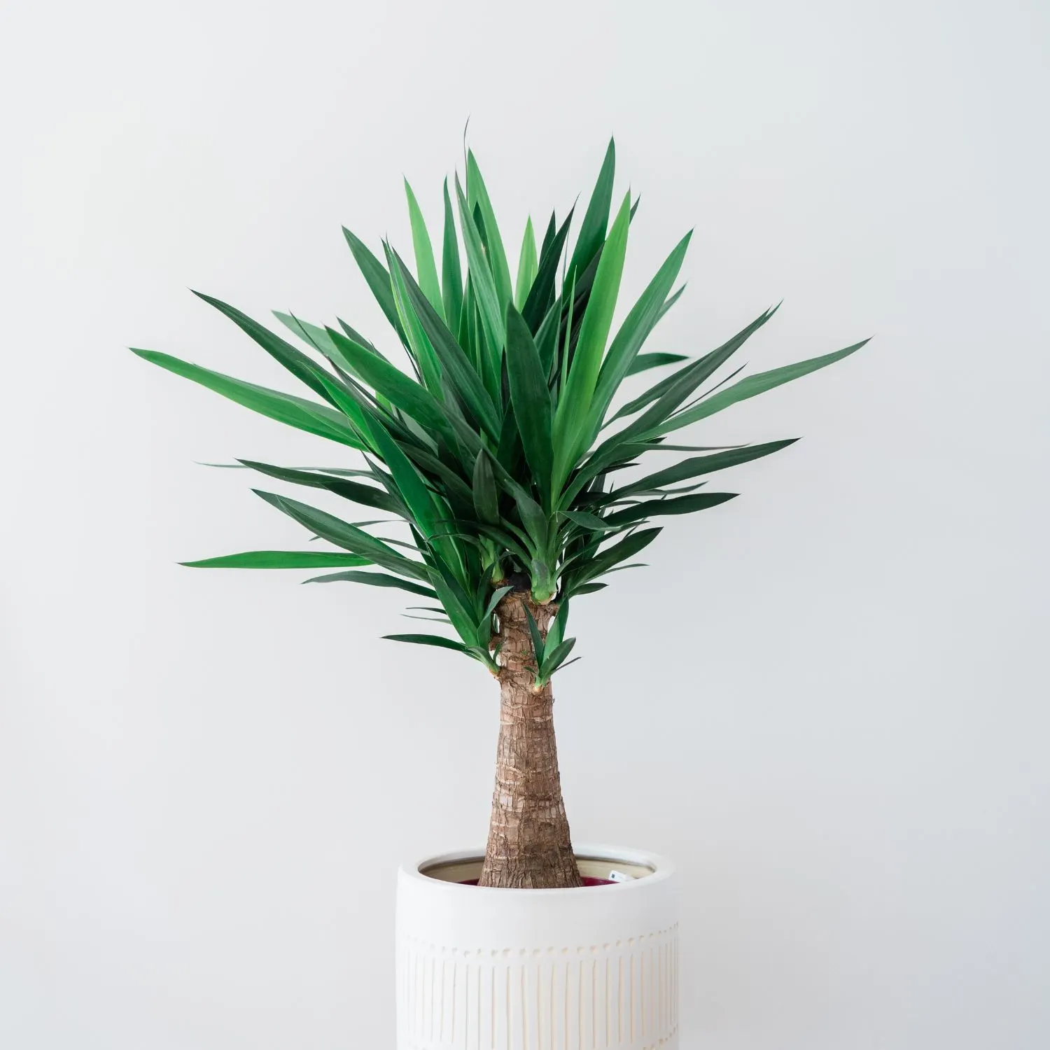 Cây Yucca phù hợp với cung hoàng đạo Sư Tử