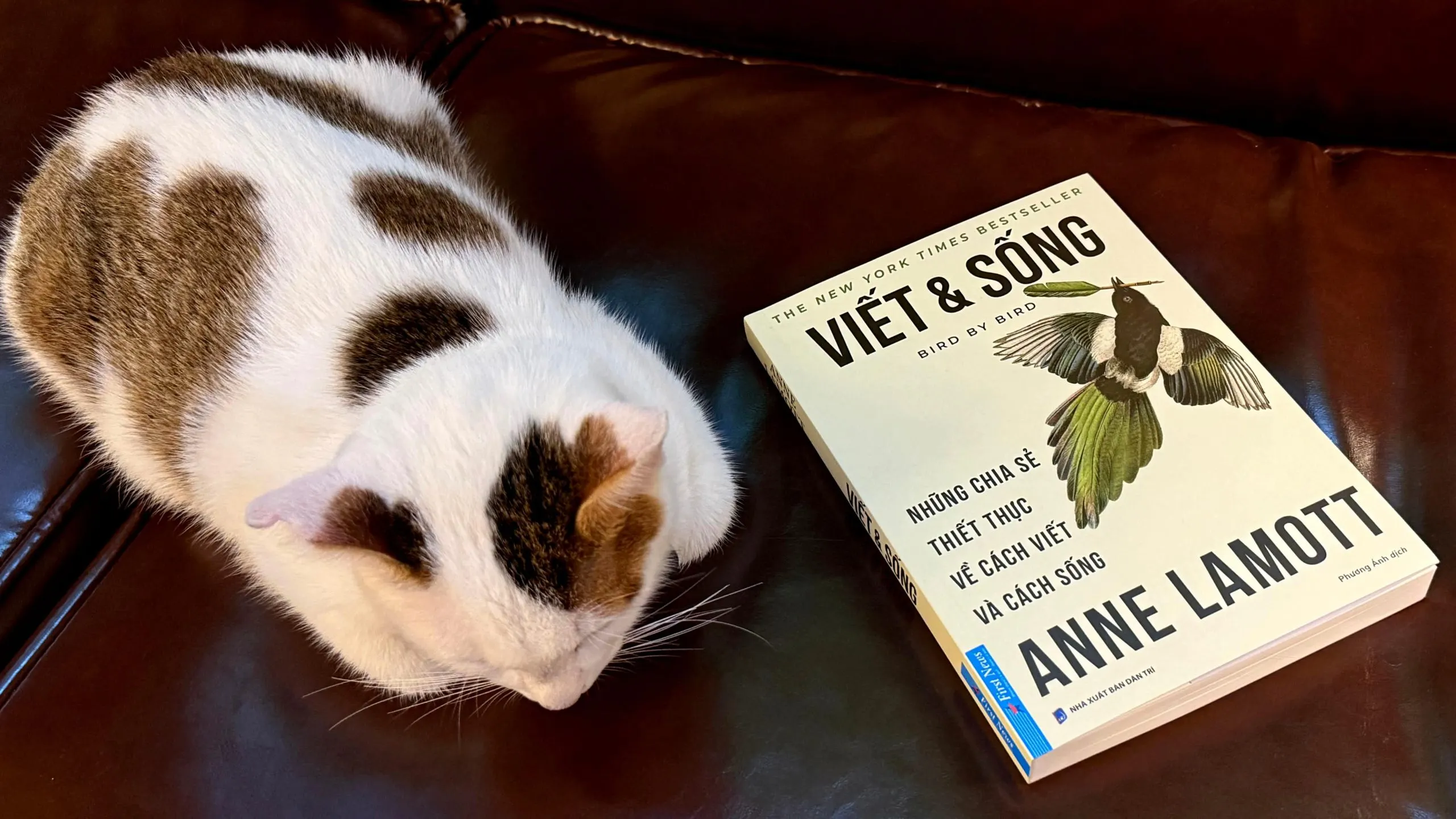 Review quyển sách hay: Viết và Sống của Anne Lamott.