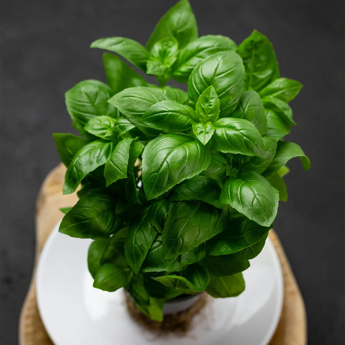 cây húng quế trong sân vườn