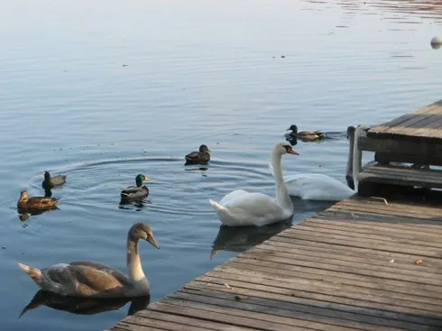 du lịch châu âu phần 1 - thiên nga ở Trakai - elle vietnam